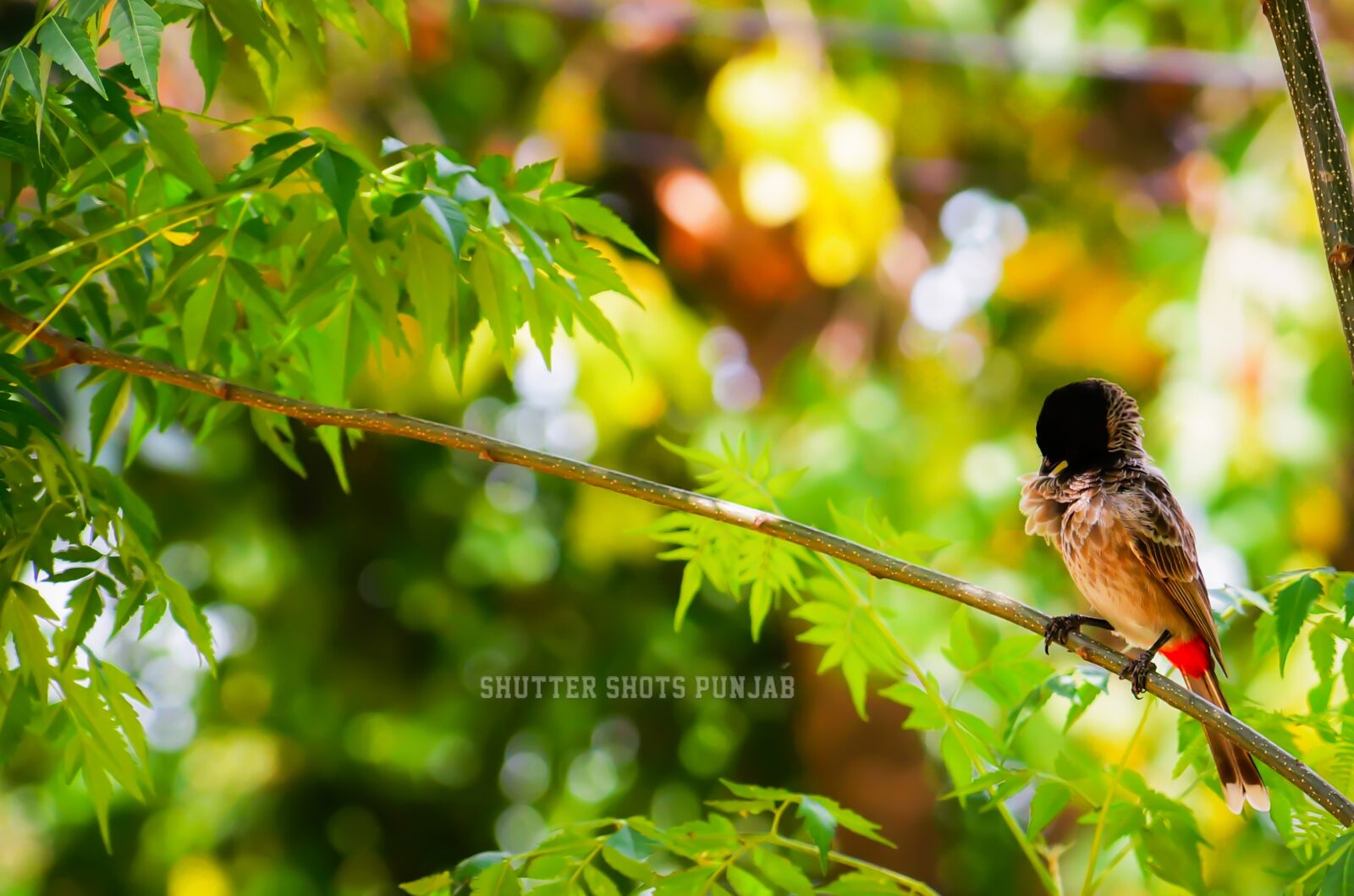 Sony DT 18-135mm F3.5-5.6 SAM sample photo. Nature, bird, colorful photography