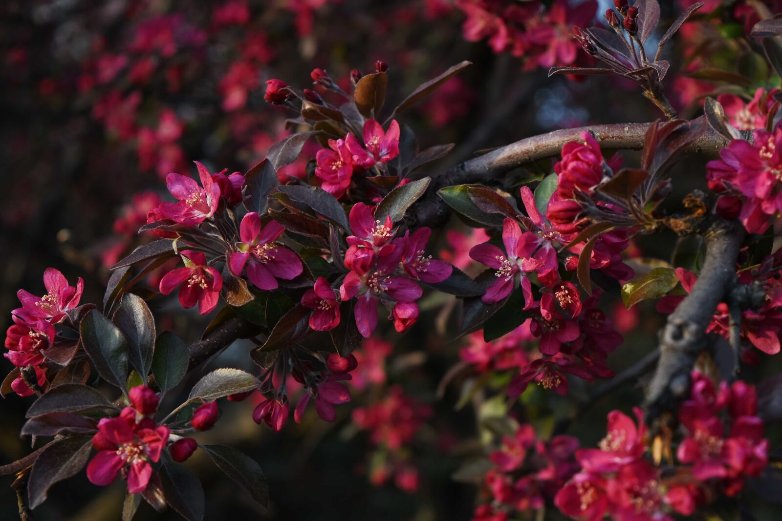 Nikon D5500 sample photo. Botanic, red, shrub, spring photography