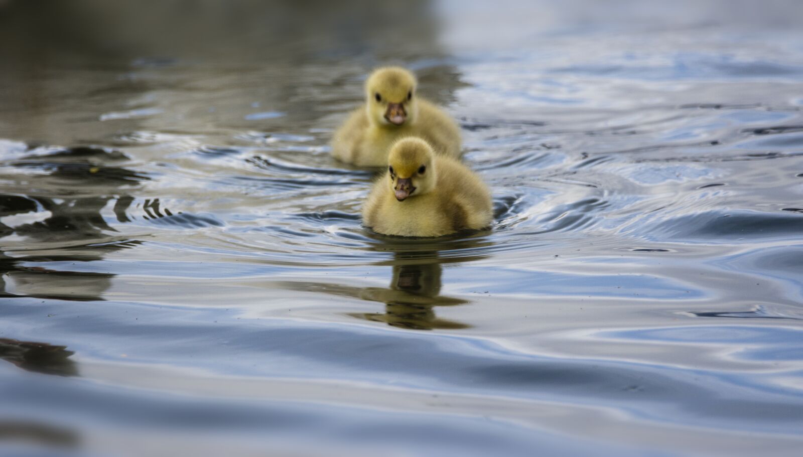Nikon D7200 sample photo. Little goose, ducks, cute photography
