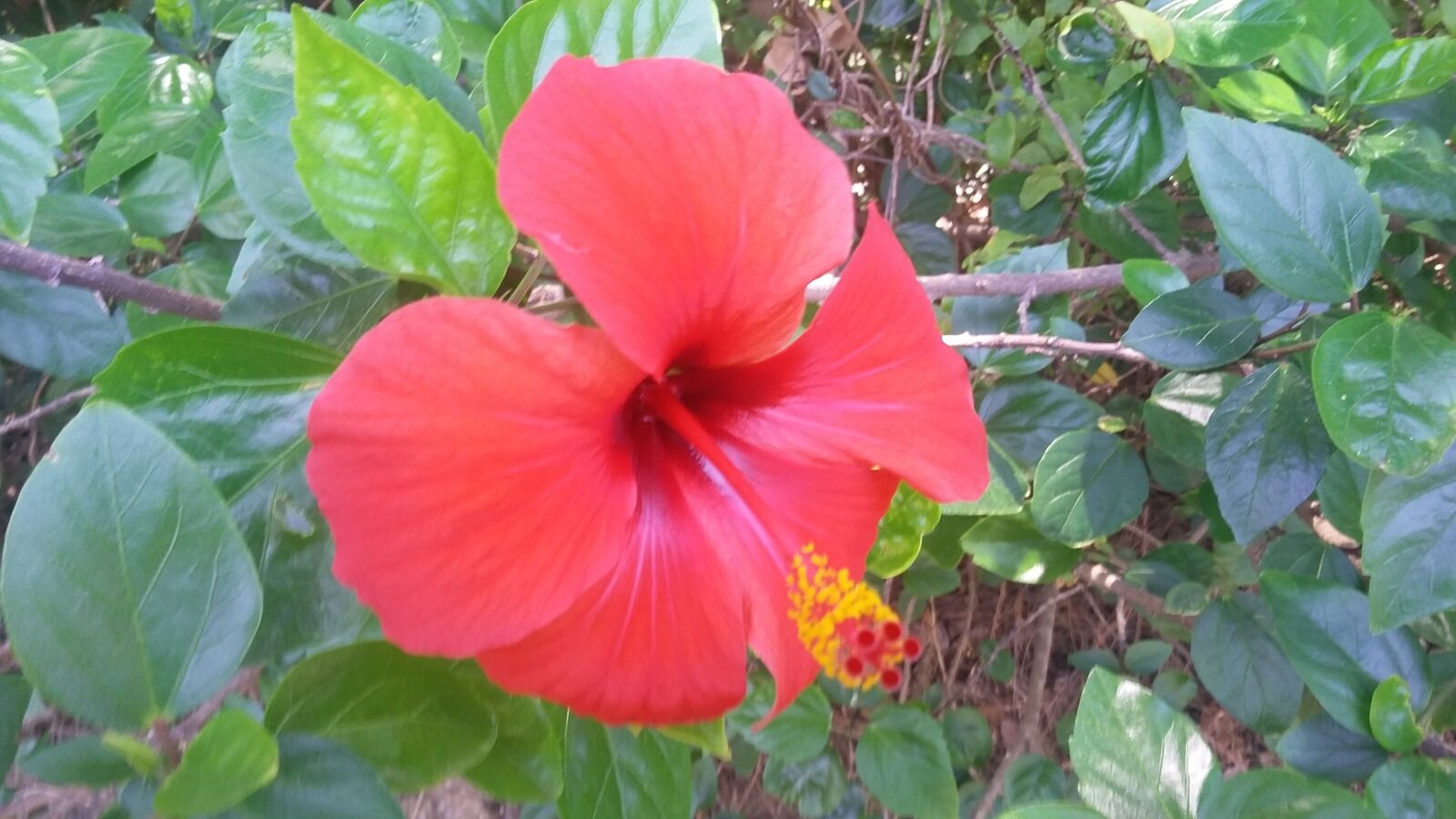 Samsung Galaxy S4 Mini sample photo. Hibiscus, red, flower photography