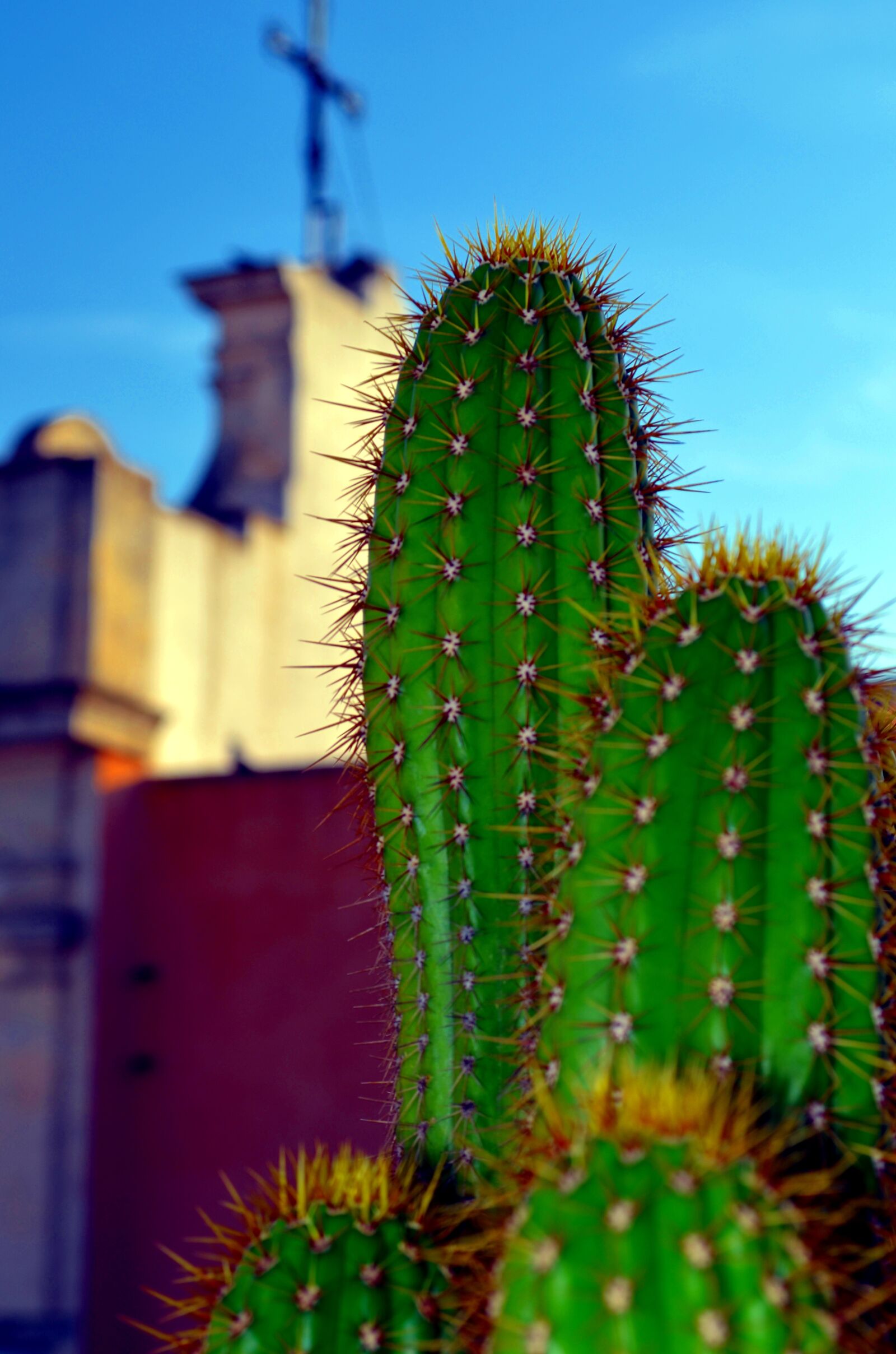 Nikon D5100 sample photo. Fat plants, church, cactus photography
