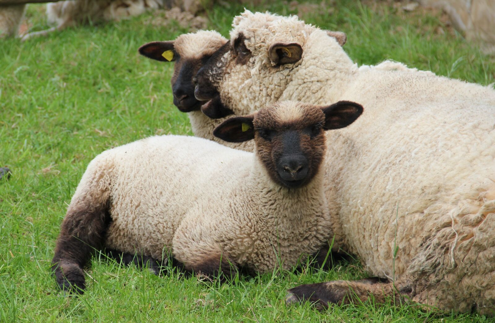 Canon EOS 550D (EOS Rebel T2i / EOS Kiss X4) sample photo. Westphalian black head sheep photography