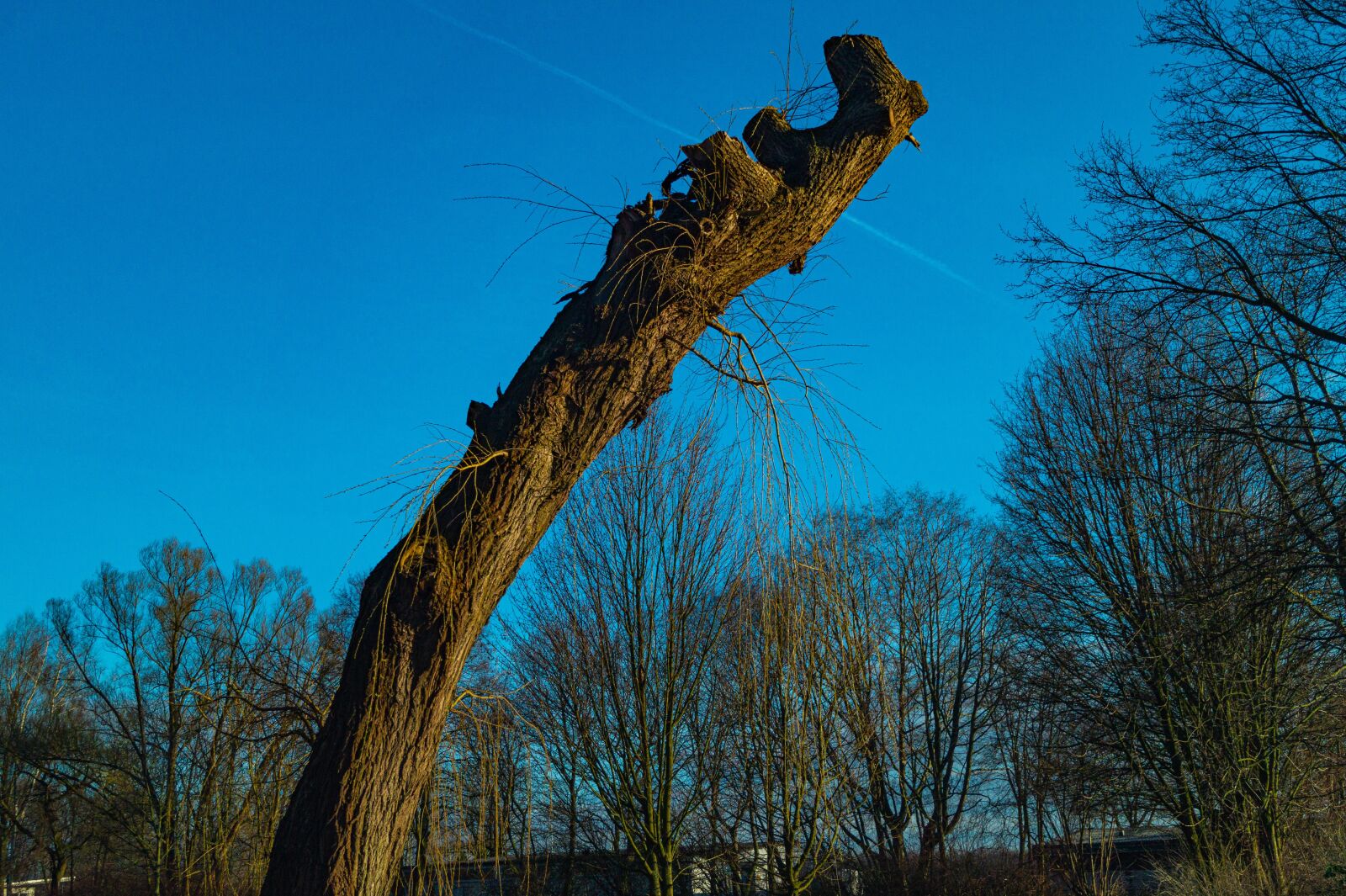 Sony DT 18-55mm F3.5-5.6 SAM II sample photo. Nature, sky, forest photography