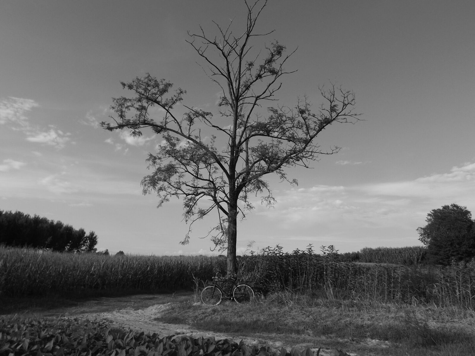 Fujifilm FinePix S4700 sample photo. Landscape, white, nero photography