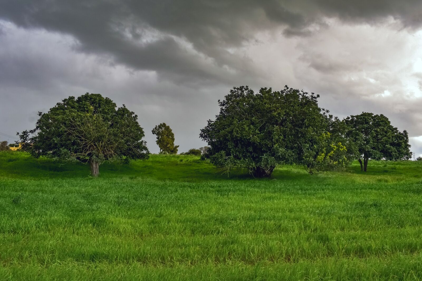 Nikon D3300 sample photo. Trees, meadow, landscape photography