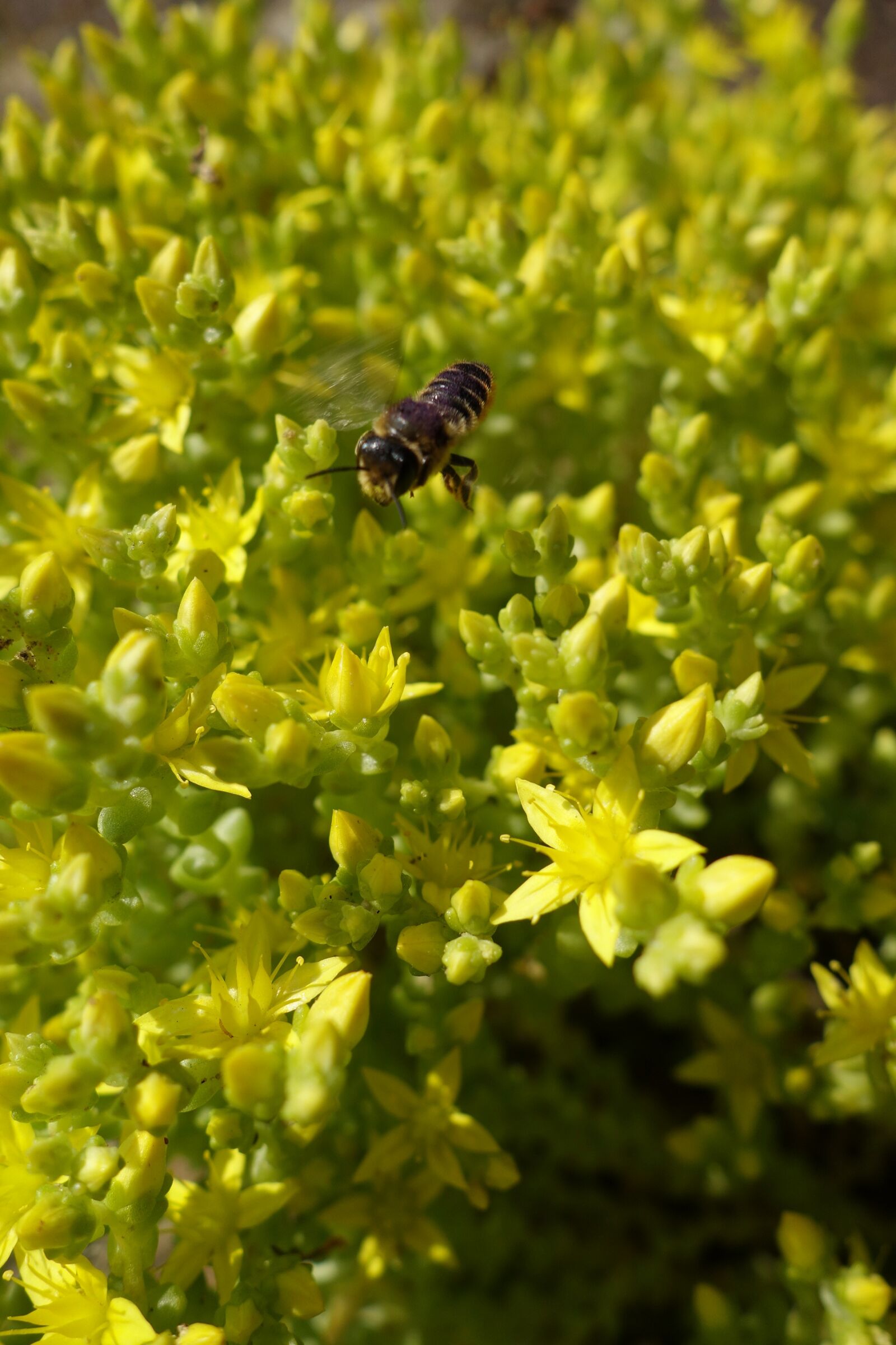 Sony Cyber-shot DSC-RX100 II sample photo. Flowers, bee, nature photography