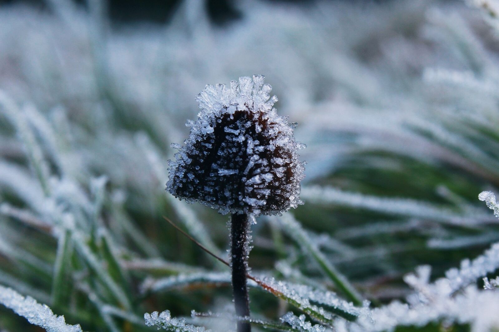 Canon EOS 1200D (EOS Rebel T5 / EOS Kiss X70 / EOS Hi) sample photo. Frost, nature, cold photography
