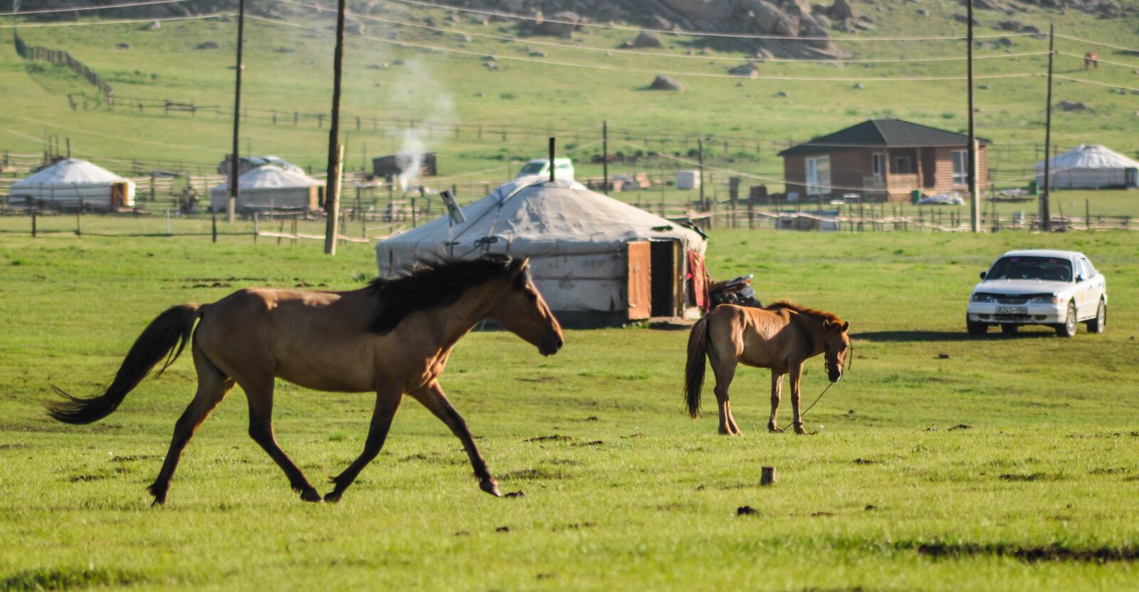 Nikon D90 sample photo. Horse, alpha horse, stallion photography