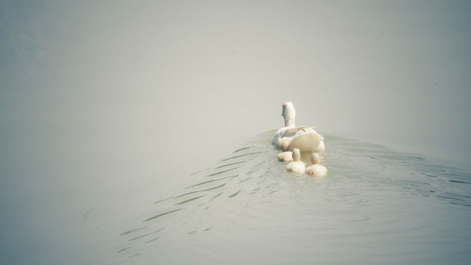 Nikon Coolpix P500 sample photo. Duck, parent, parenting photography