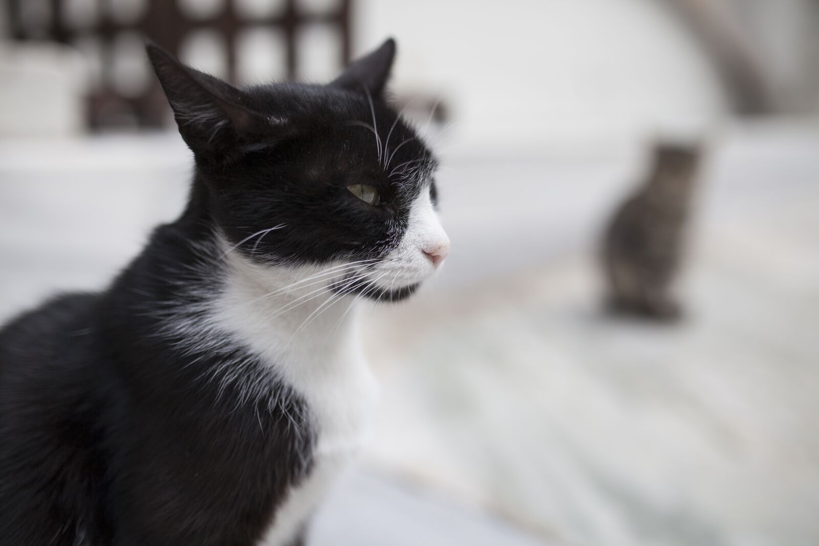 Canon EOS 5D Mark II sample photo. Cat, black and white photography