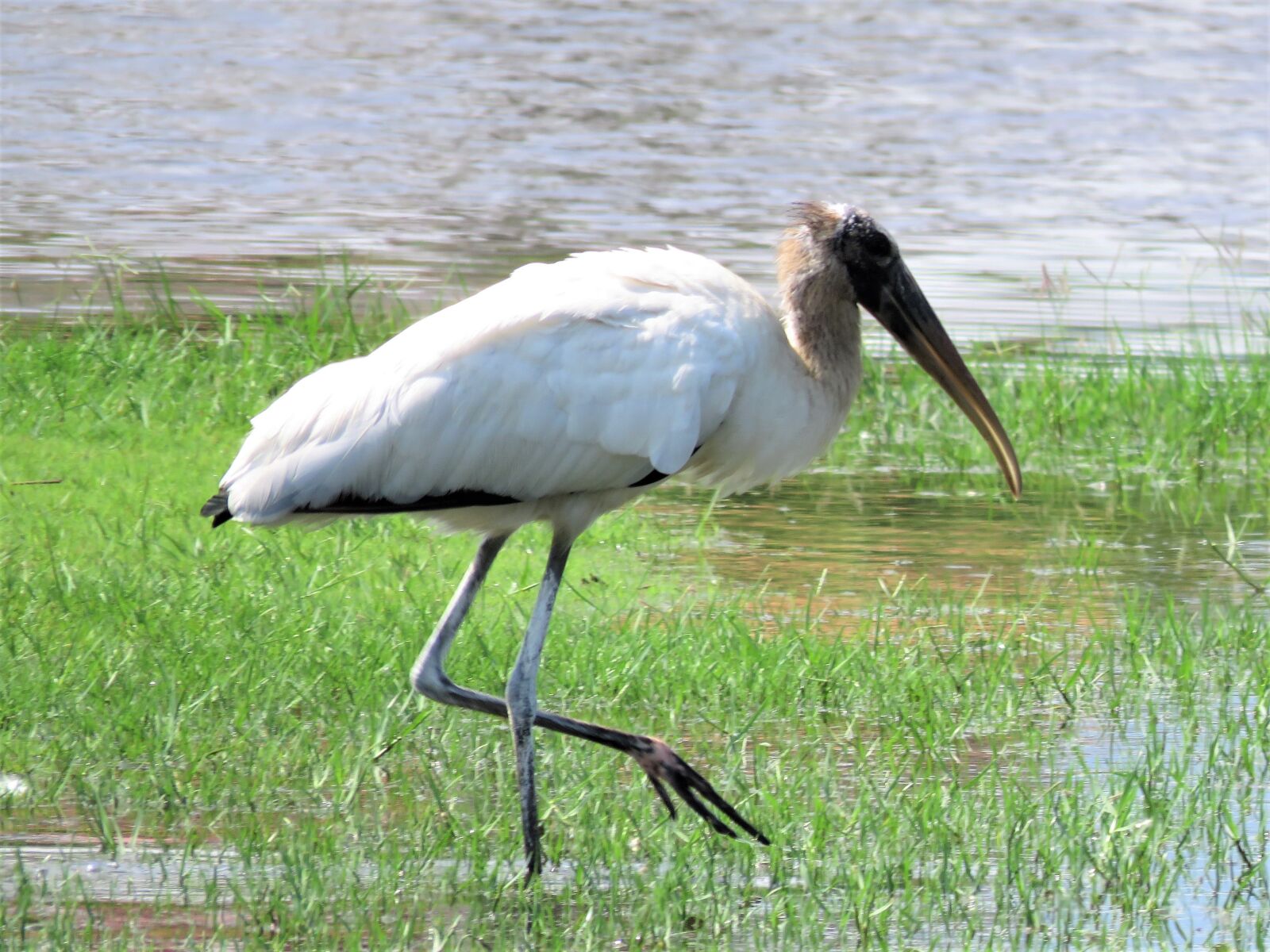 Canon PowerShot SX60 HS sample photo. Stork, swamp, tropical bird photography