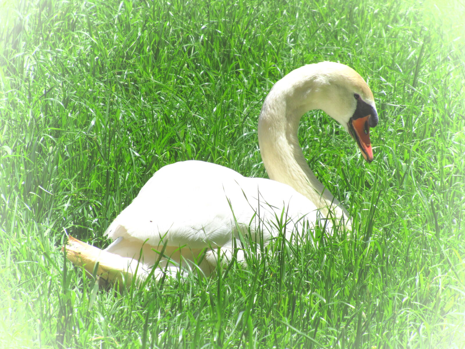 Canon PowerShot SX620 HS sample photo. Bird, feathers, fly, grass photography