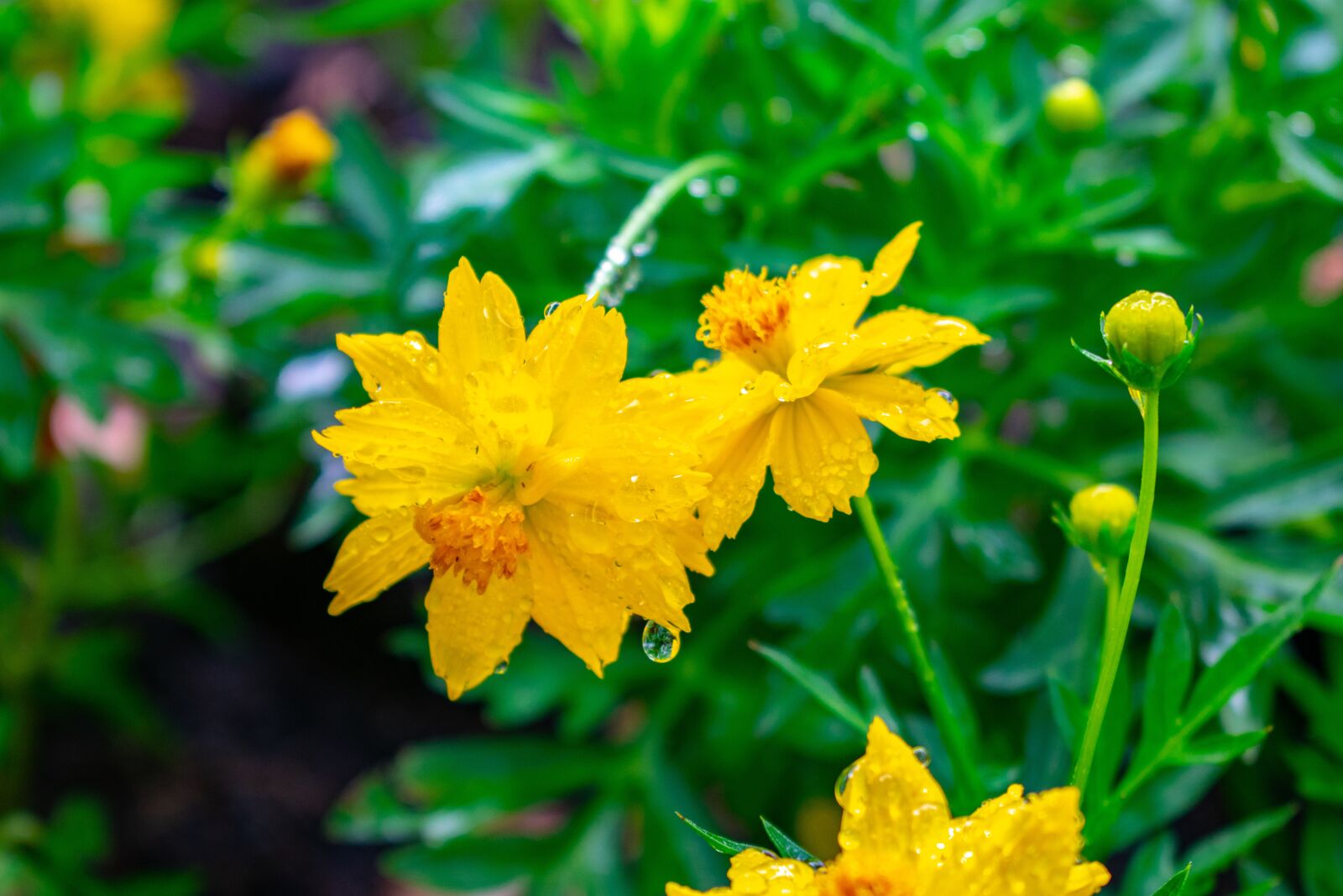 Nikon D3400 sample photo. Flowers, nature, green photography