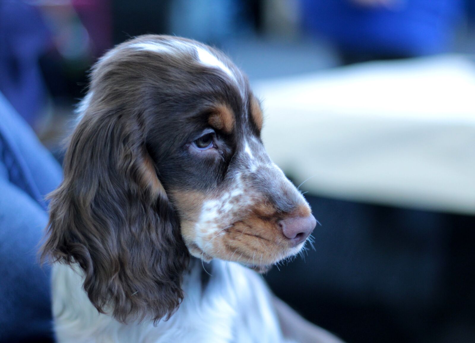 Canon EOS 600D (Rebel EOS T3i / EOS Kiss X5) + Canon EF 50mm F1.8 STM sample photo. Puppy, dogshow, cute photography