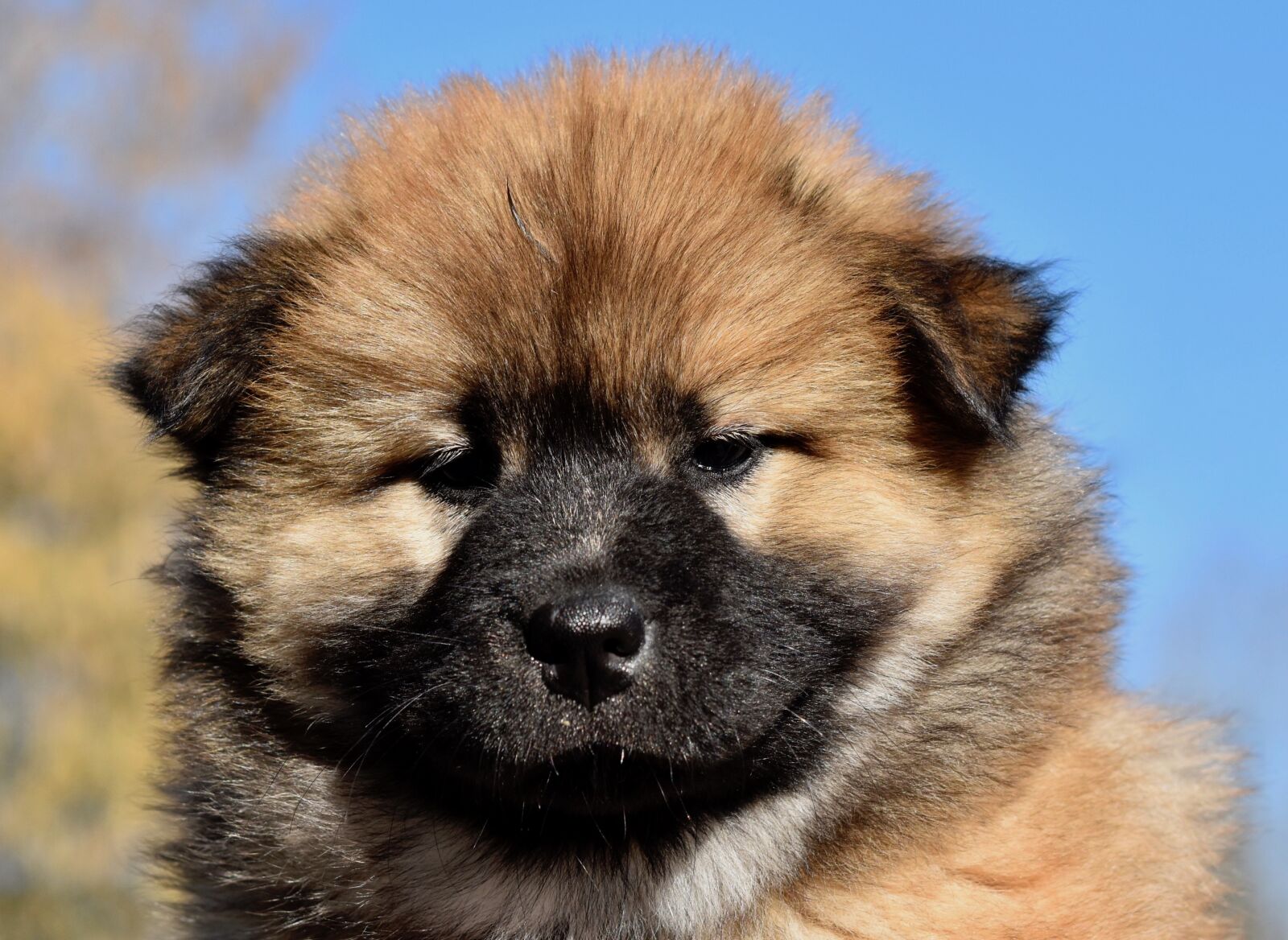 Nikon D5600 sample photo. Dog, dog eurasier, bitch photography