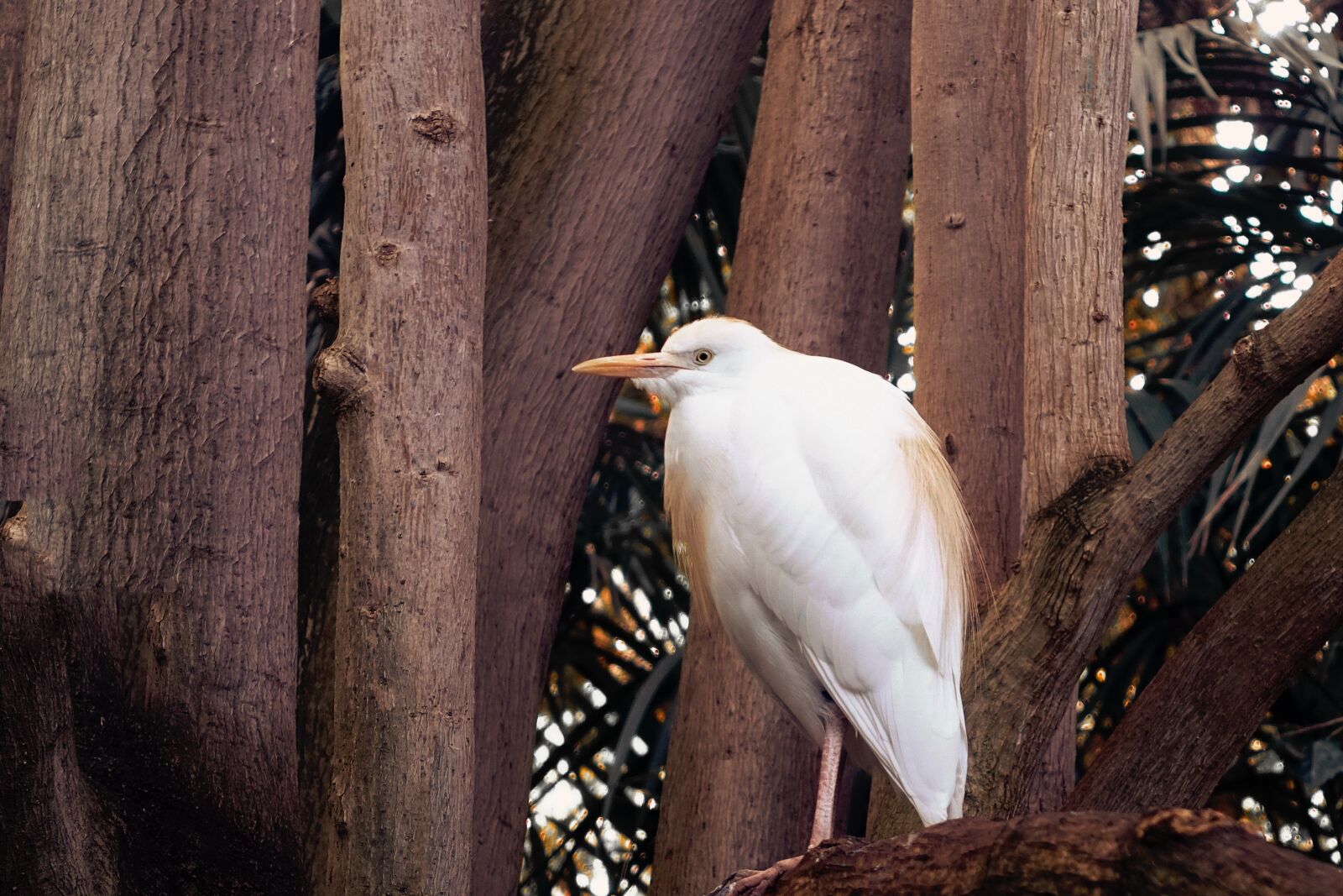 Sony Cyber-shot DSC-RX100 III sample photo. Heron, bird, tree photography
