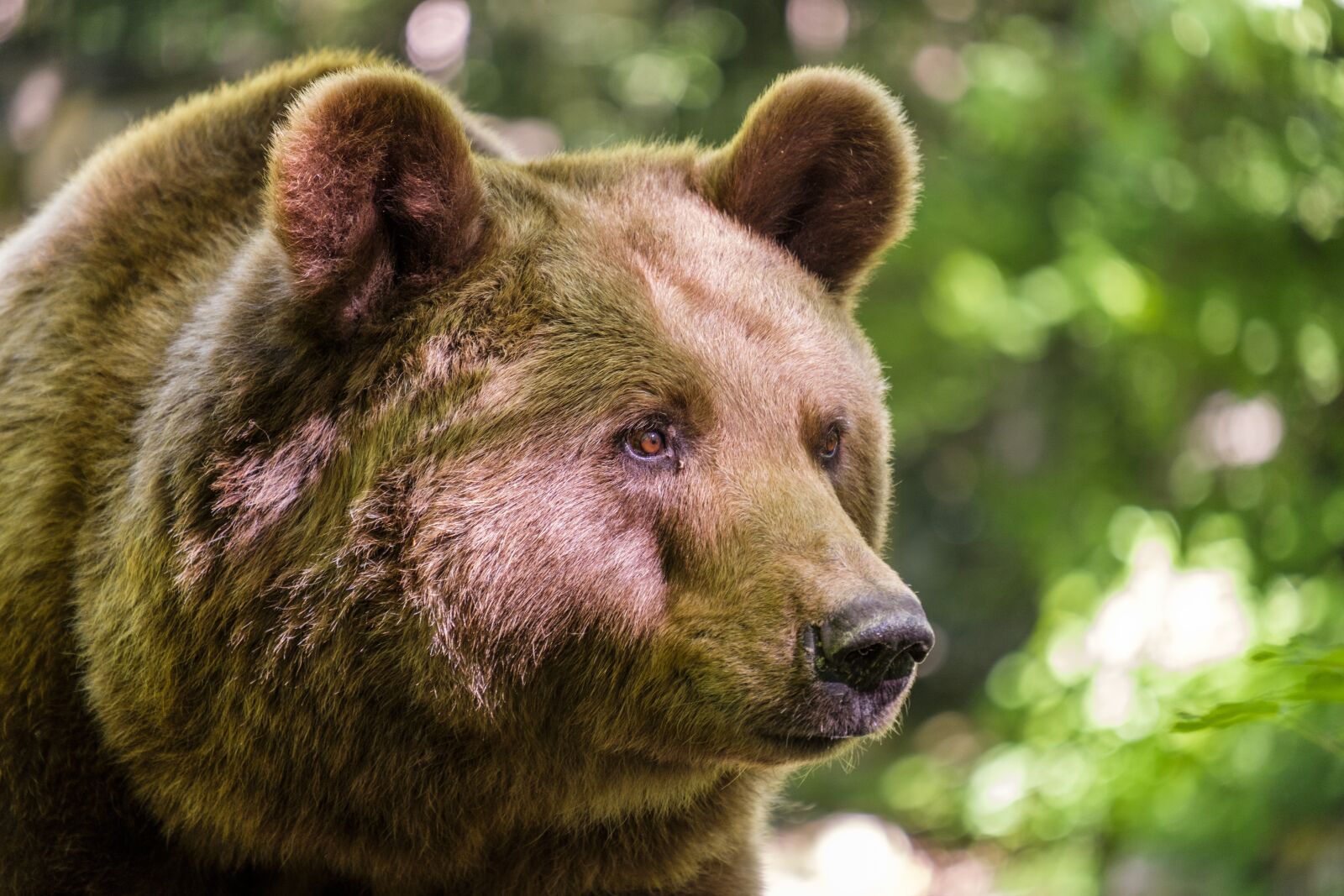 Fujifilm X-T2 sample photo. Bear, brown bear, mammals photography