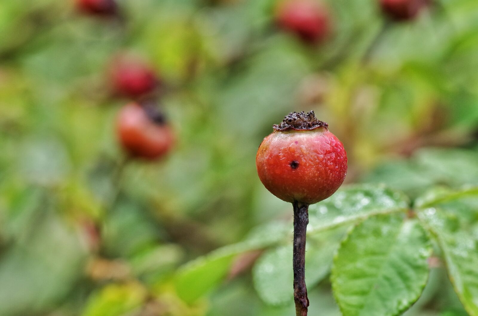 Pentax K-30 sample photo. Rose hip, red, autumn photography