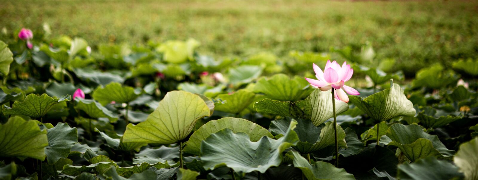 Canon EOS 6D + Canon EF 85mm F1.2L II USM sample photo. Green, flower, lotus plants photography