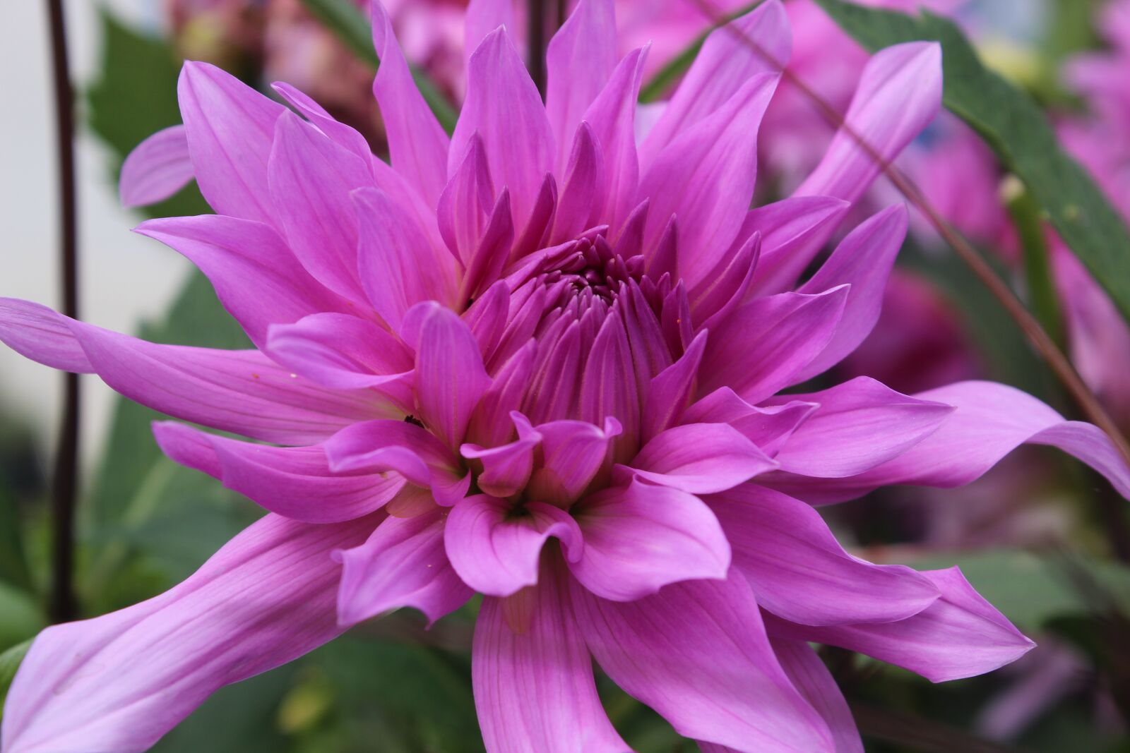 Canon EOS 600D (Rebel EOS T3i / EOS Kiss X5) sample photo. Flower, pink, dew photography