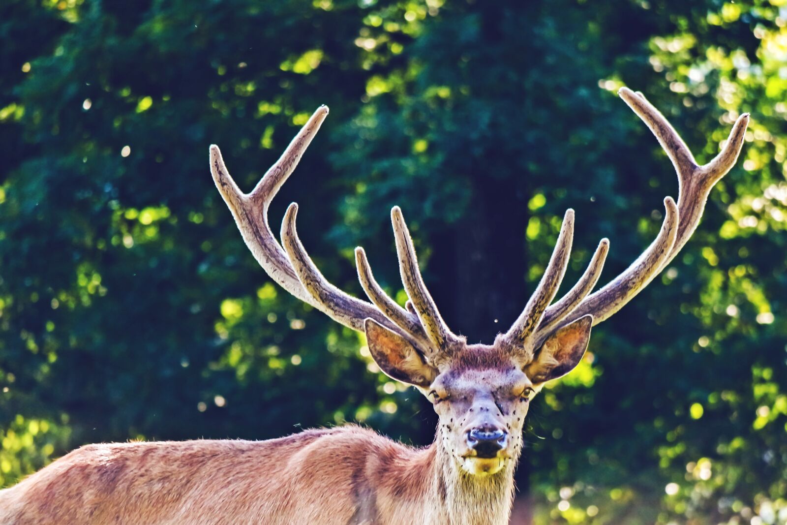 Samsung NX3000 sample photo. Hirsch, animal, real deer photography