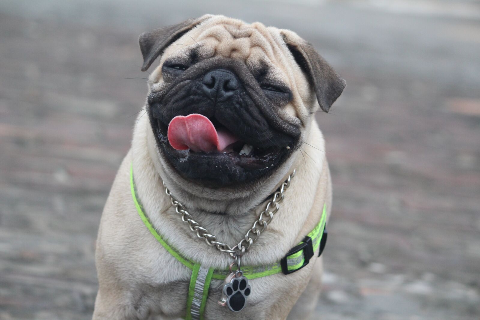 Canon EOS 1200D (EOS Rebel T5 / EOS Kiss X70 / EOS Hi) sample photo. Funny expression, pug, cute photography