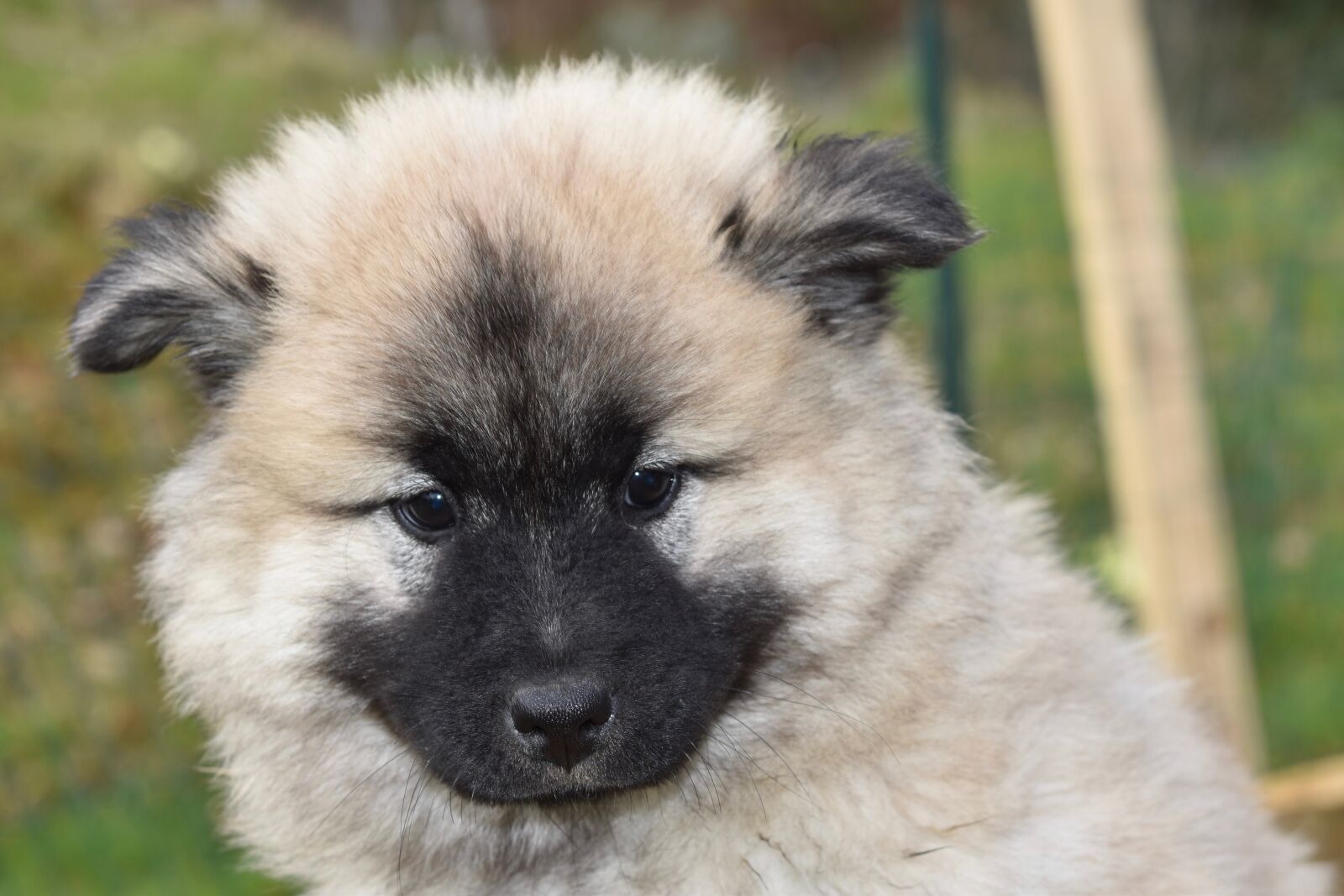 Nikon D5600 sample photo. Dog, puppy, pup photography