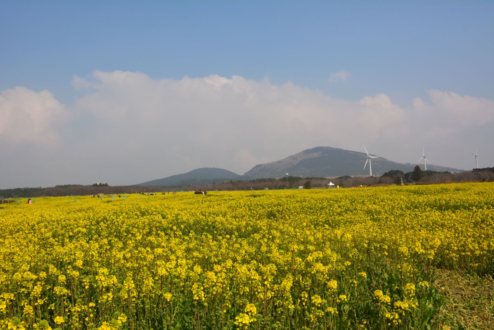 Nikon D5200 sample photo. Jeju island, rape flowers photography