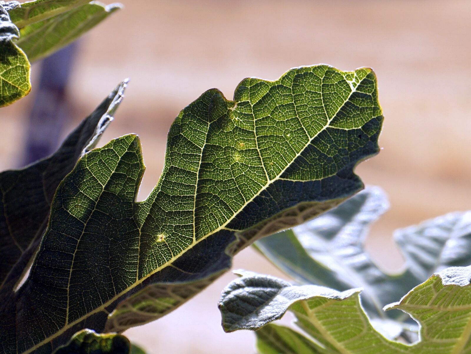 Sony E 16-50mm F3.5-5.6 PZ OSS sample photo. Leaves, green, nature photography