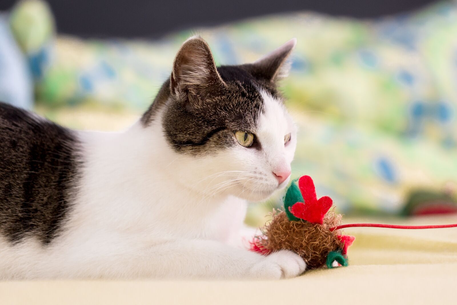 Canon EF 100mm F2.8L Macro IS USM sample photo. Animal, pet, cat photography