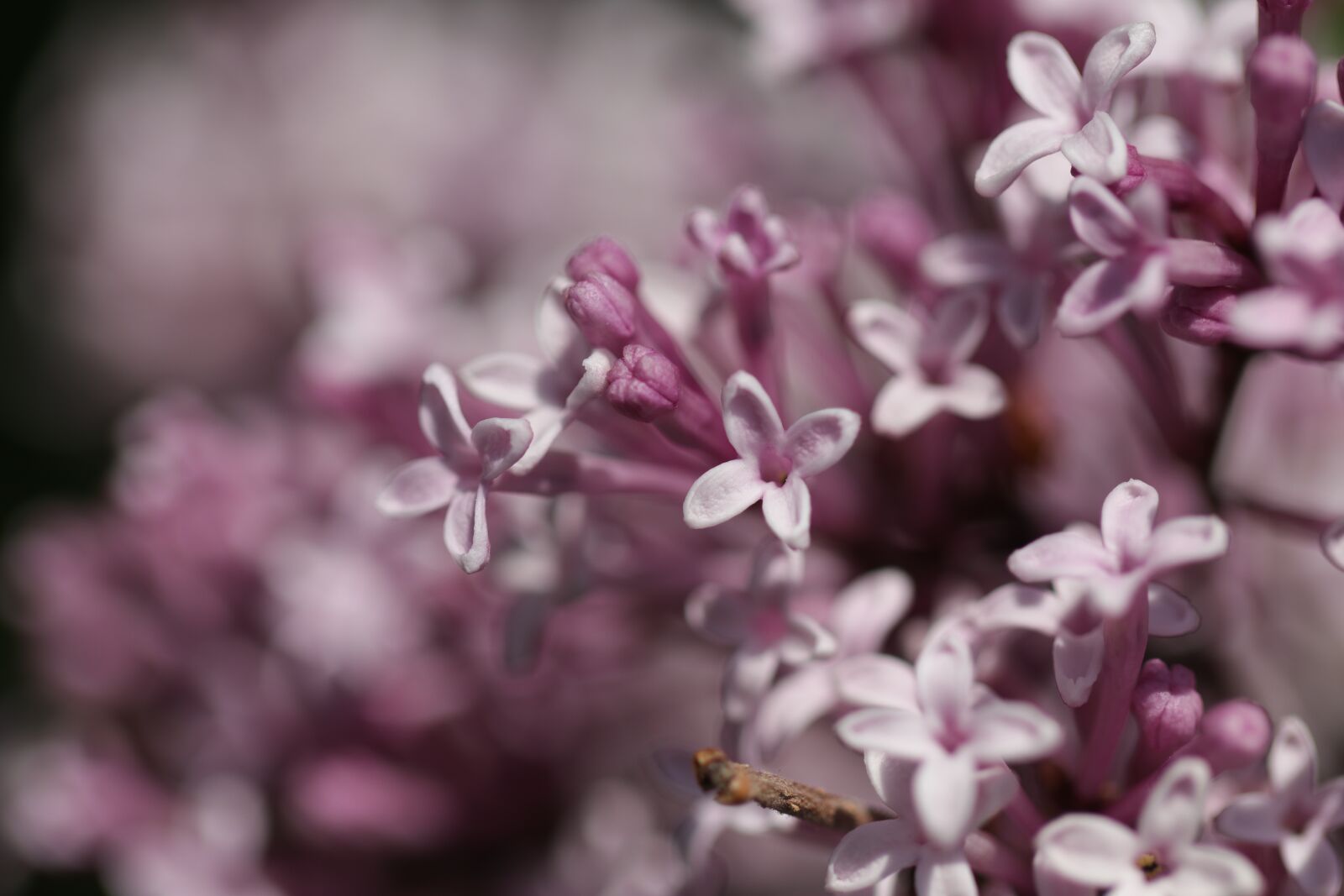 Canon EOS 80D + Canon EF 100mm F2.8L Macro IS USM sample photo. Lilac, be vulgaris, tree photography