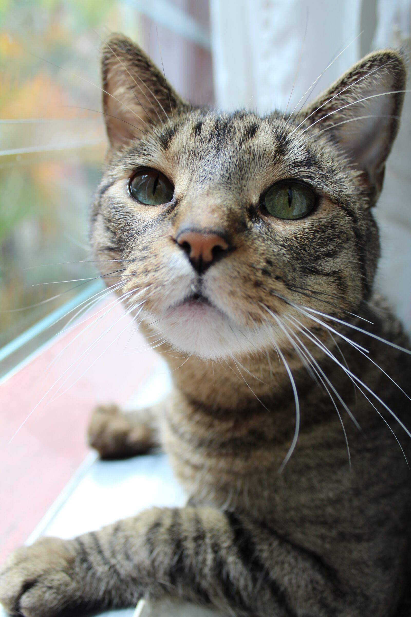 Canon EOS 1300D (EOS Rebel T6 / EOS Kiss X80) sample photo. Animalia, cat, pet photography