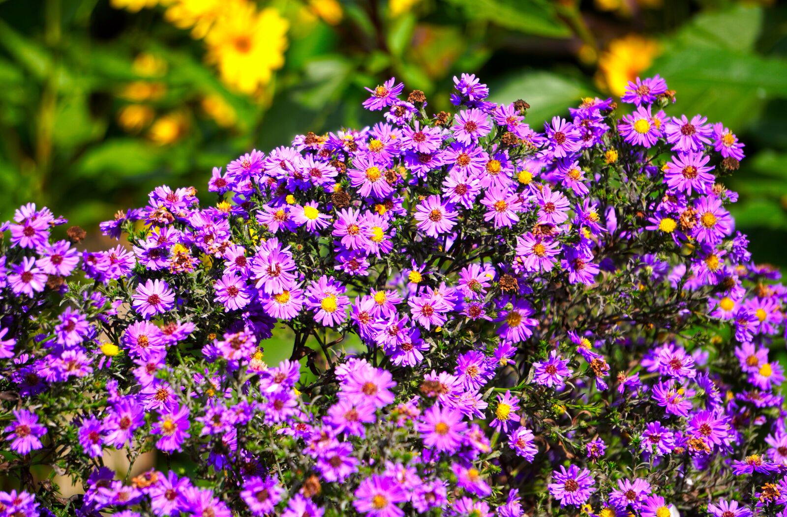 Sony E 55-210mm F4.5-6.3 OSS sample photo. Asters, flower, blossom photography