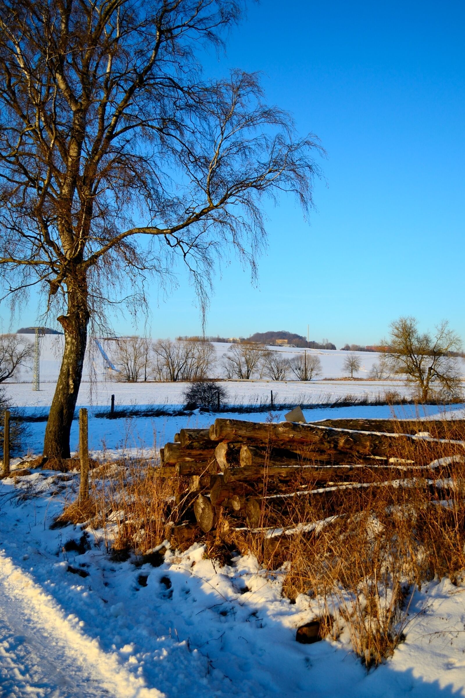 Nikon D3100 sample photo. Tree, nature, landscape photography