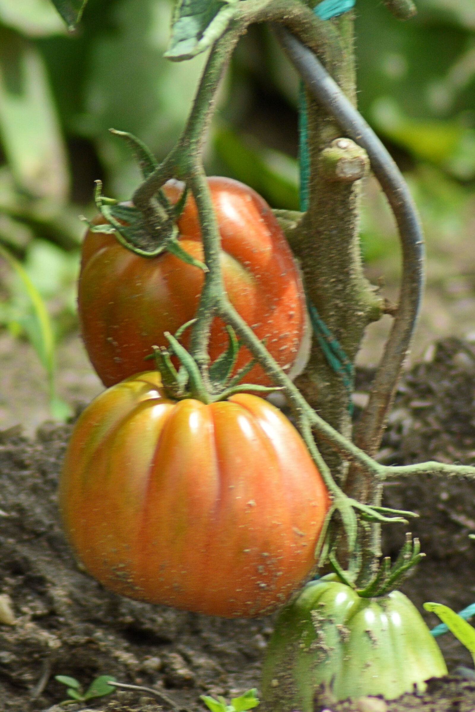 Nikon D3200 sample photo. Close, up, of, tomatoes photography
