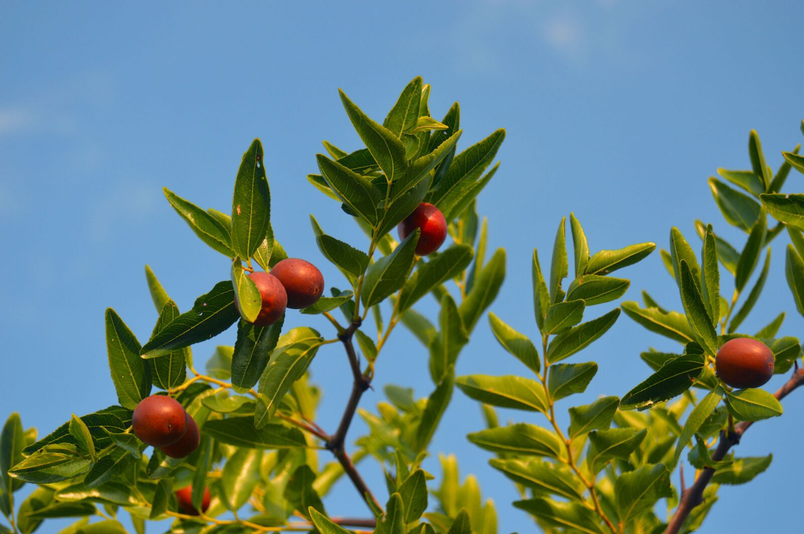 Nikon D3200 sample photo. J njoles, the fruit photography