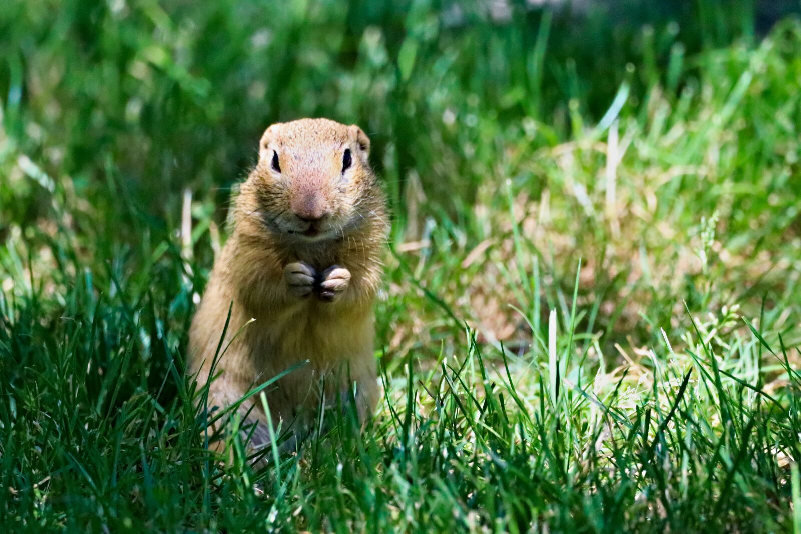 150-600mm F5-6.3 DG OS HSM | Contemporary 015 sample photo. Gopher, rodent, animal photography