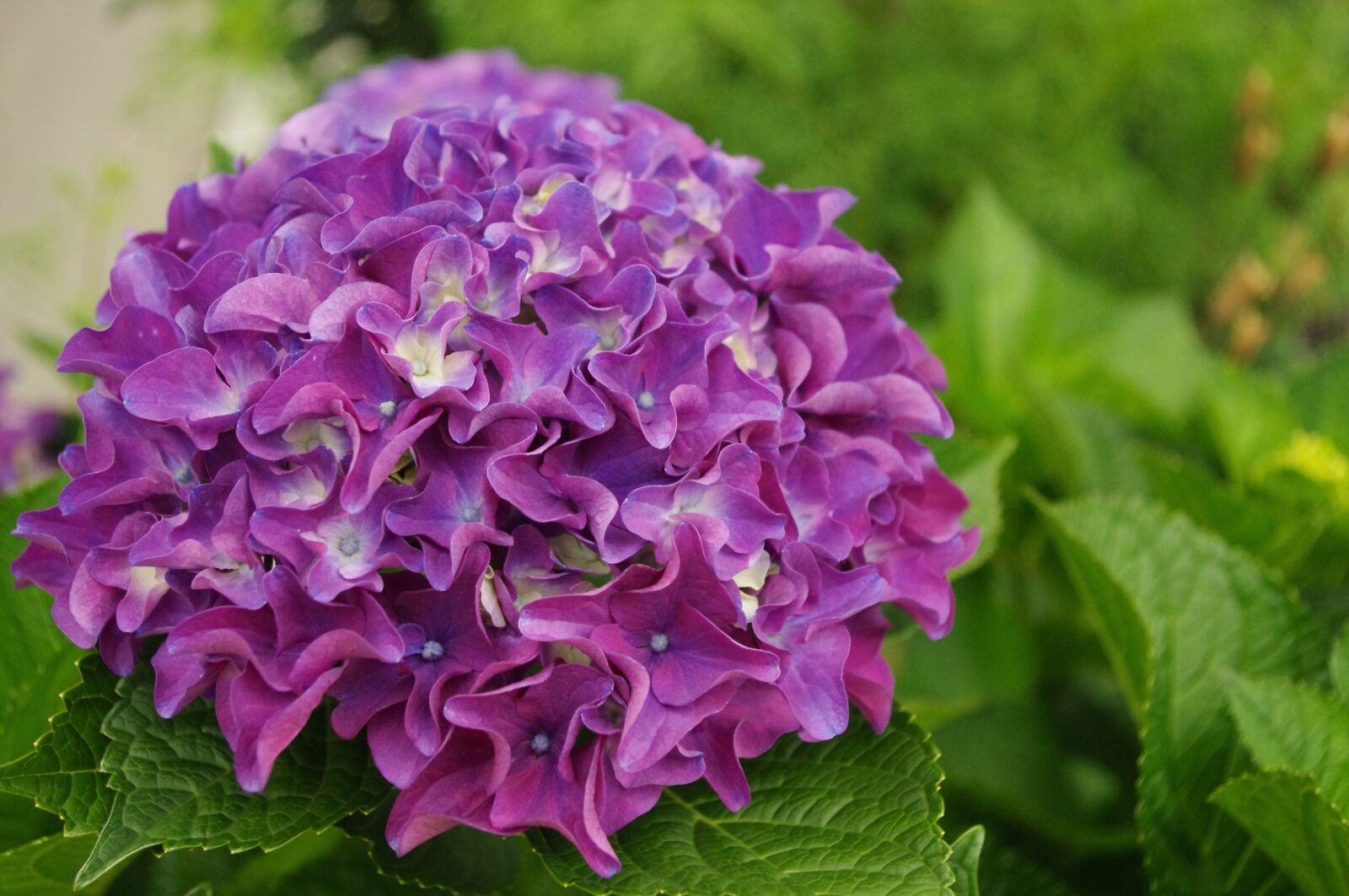 Pentax K-r sample photo. Hydrangea, flower, bloom photography