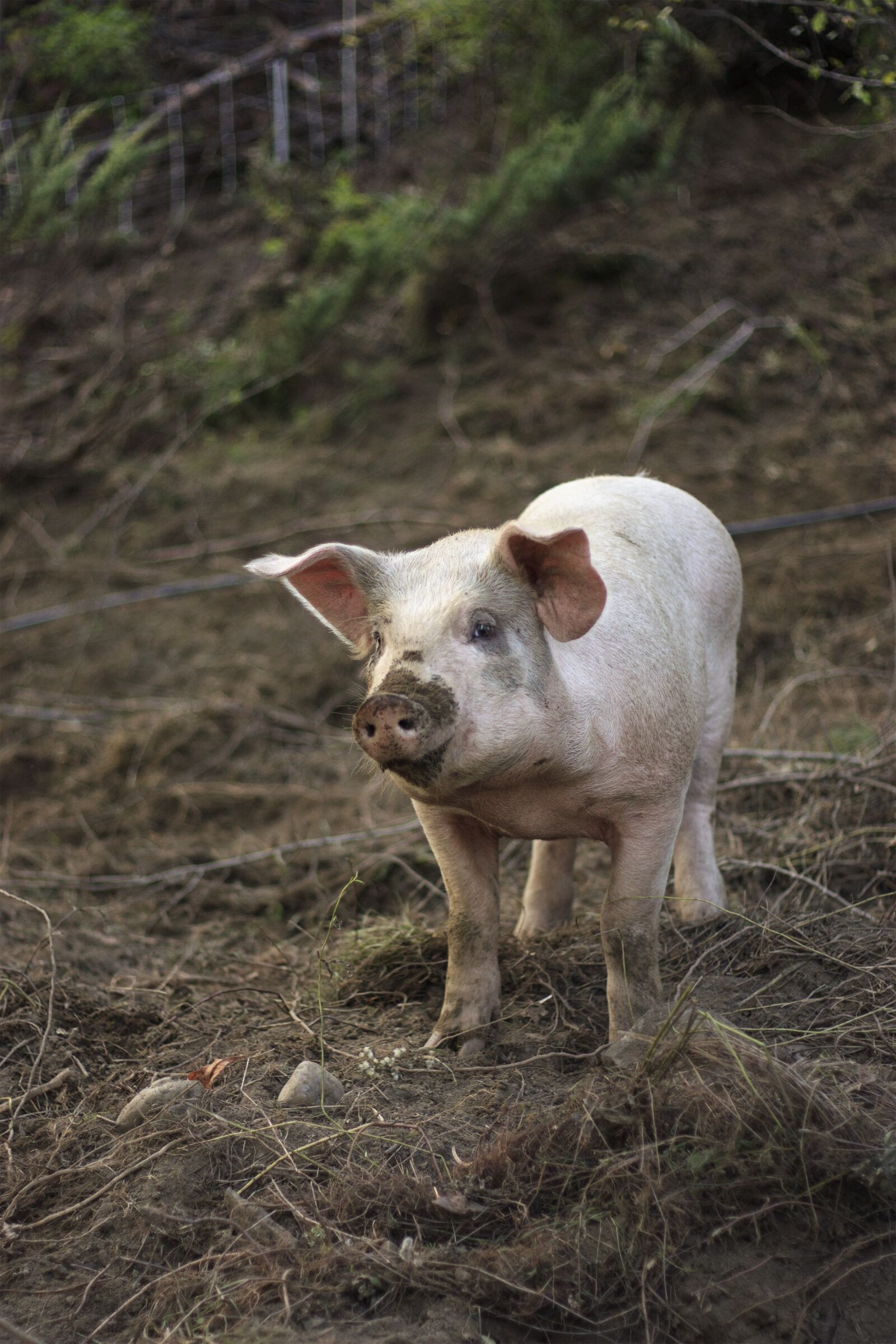Canon EOS 450D (EOS Rebel XSi / EOS Kiss X2) + Canon EF 50mm F1.8 II sample photo. Farm, pig, animal photography