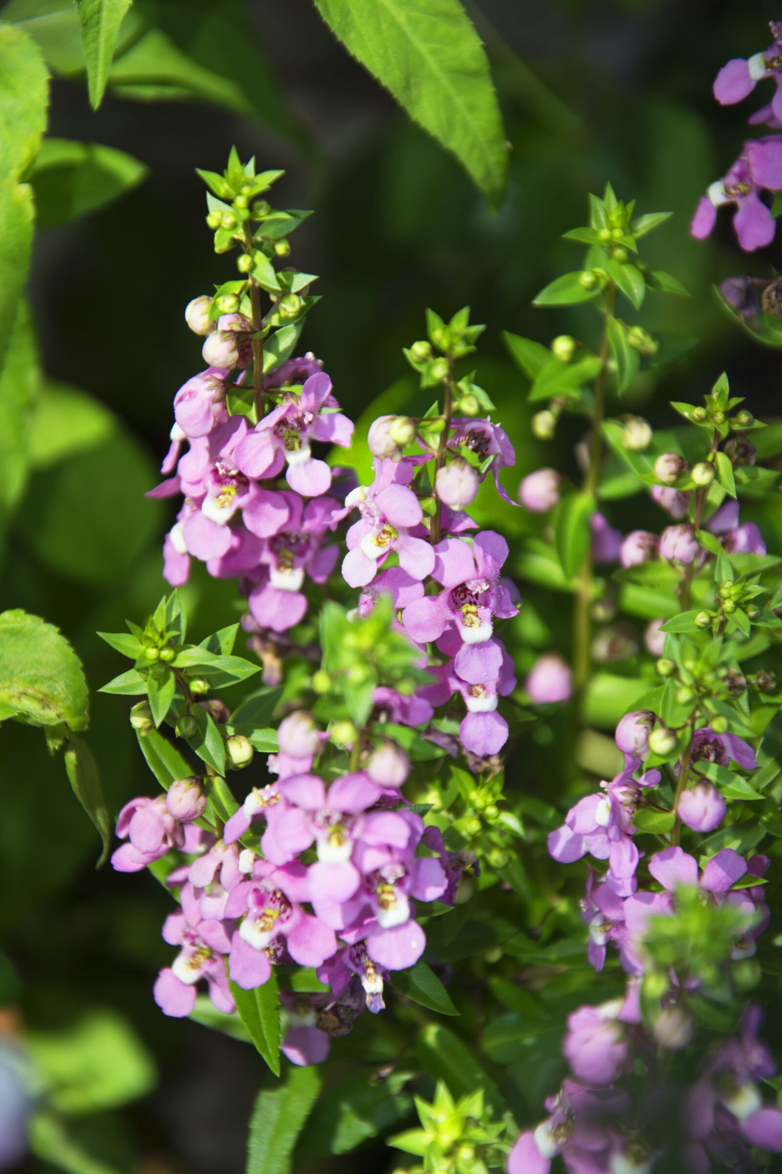 Nikon D5200 sample photo. Lavender flower, garden, lavender photography