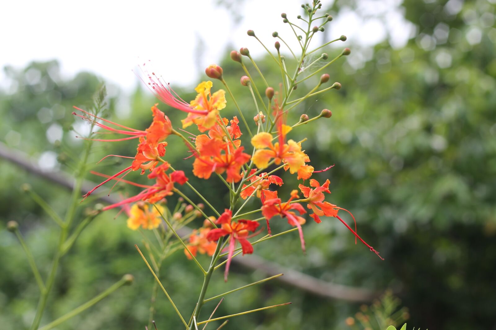 Canon EOS 60D + Canon EF 50mm F1.8 II sample photo. Tree, fire tree, bloom photography