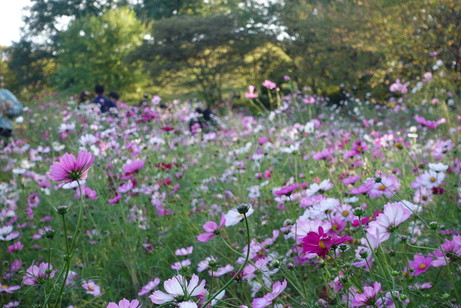 Sony ZV-1 sample photo