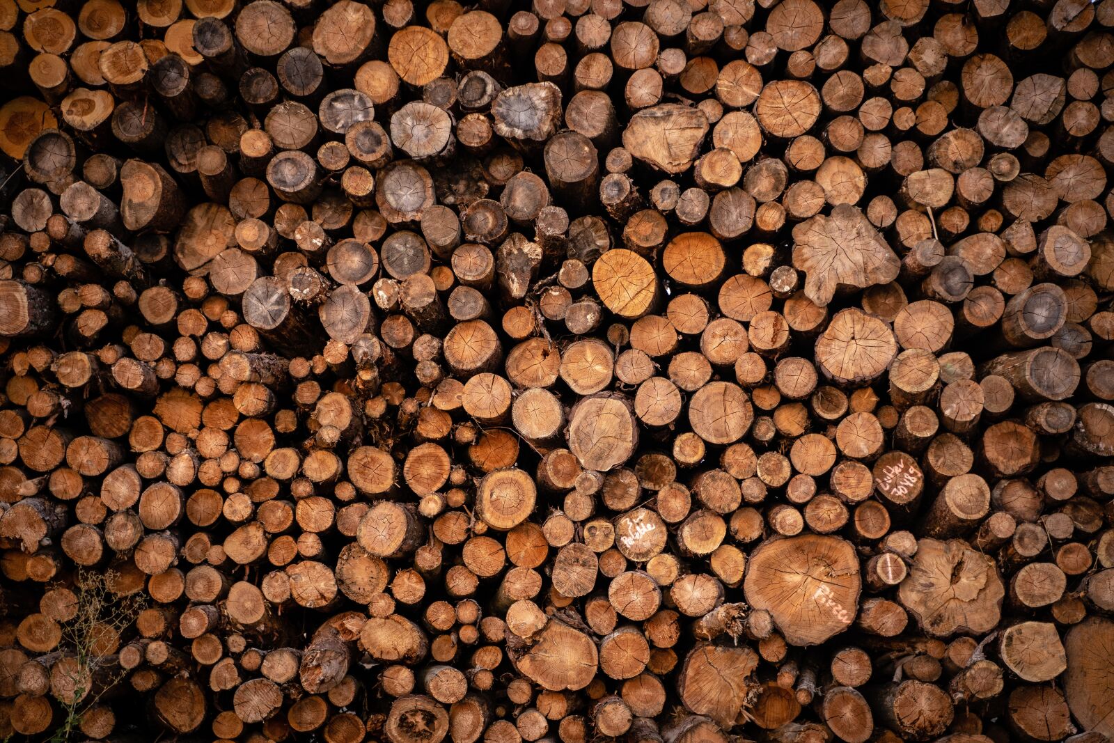 Sony a7 III sample photo. Pile of wood, holzstapel photography
