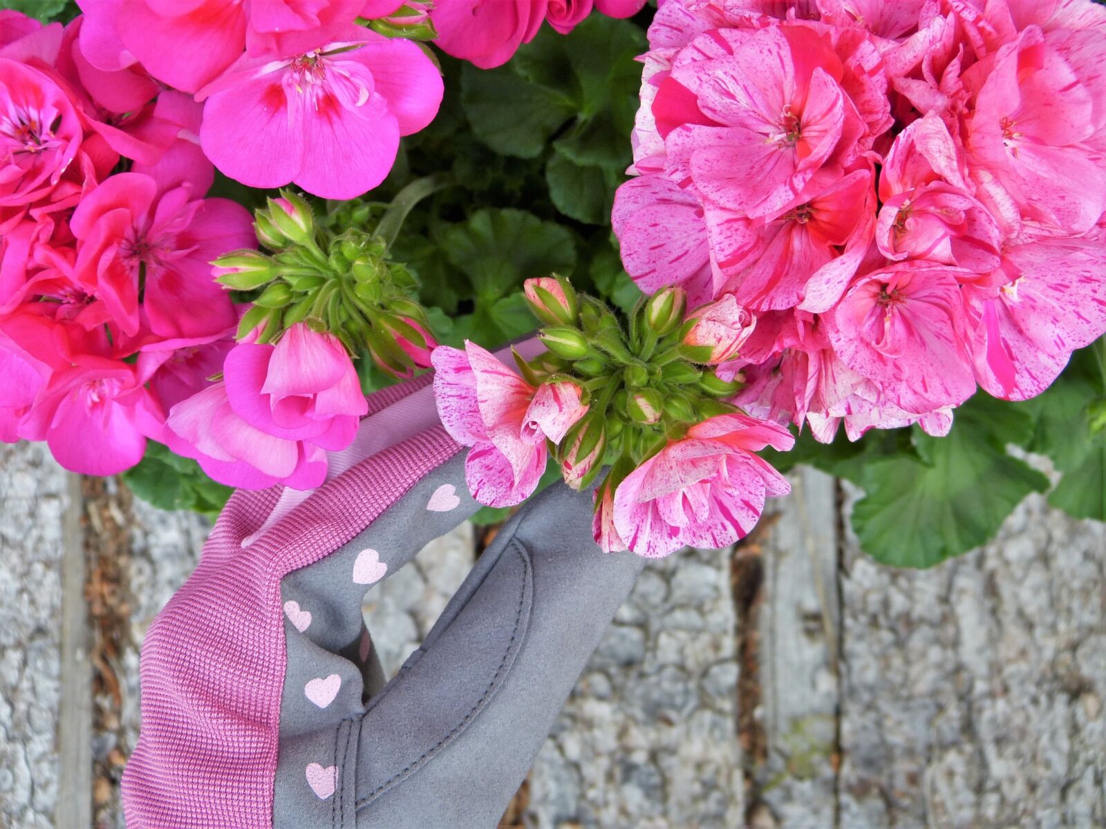Panasonic Lumix DMC-FZ150 sample photo. Geranium, pink, gloves photography