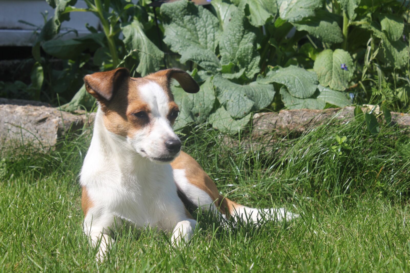 Canon EOS 550D (EOS Rebel T2i / EOS Kiss X4) sample photo. Dog, pet photography