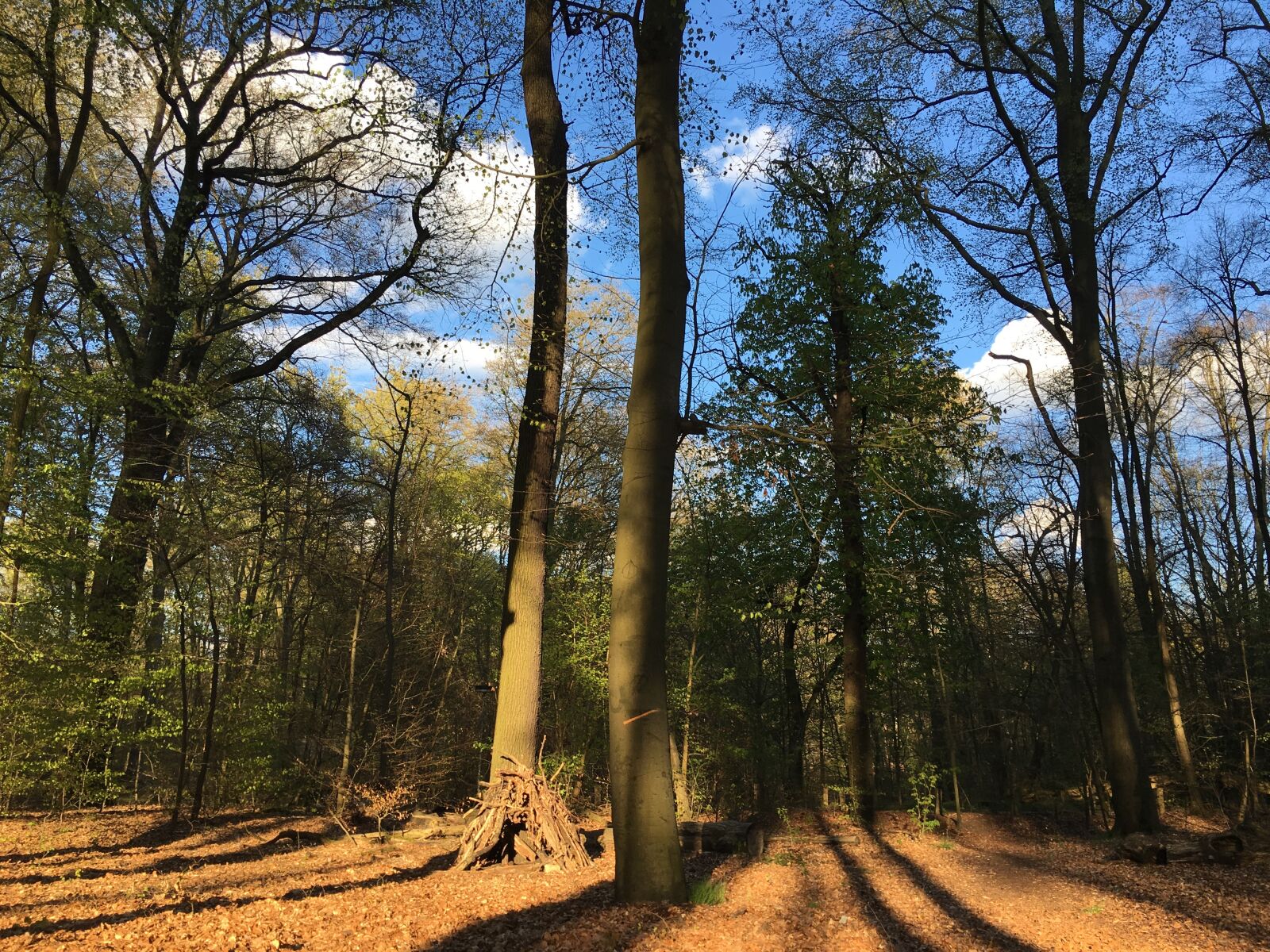 Apple iPhone 6s sample photo. Forest, nature, trees photography