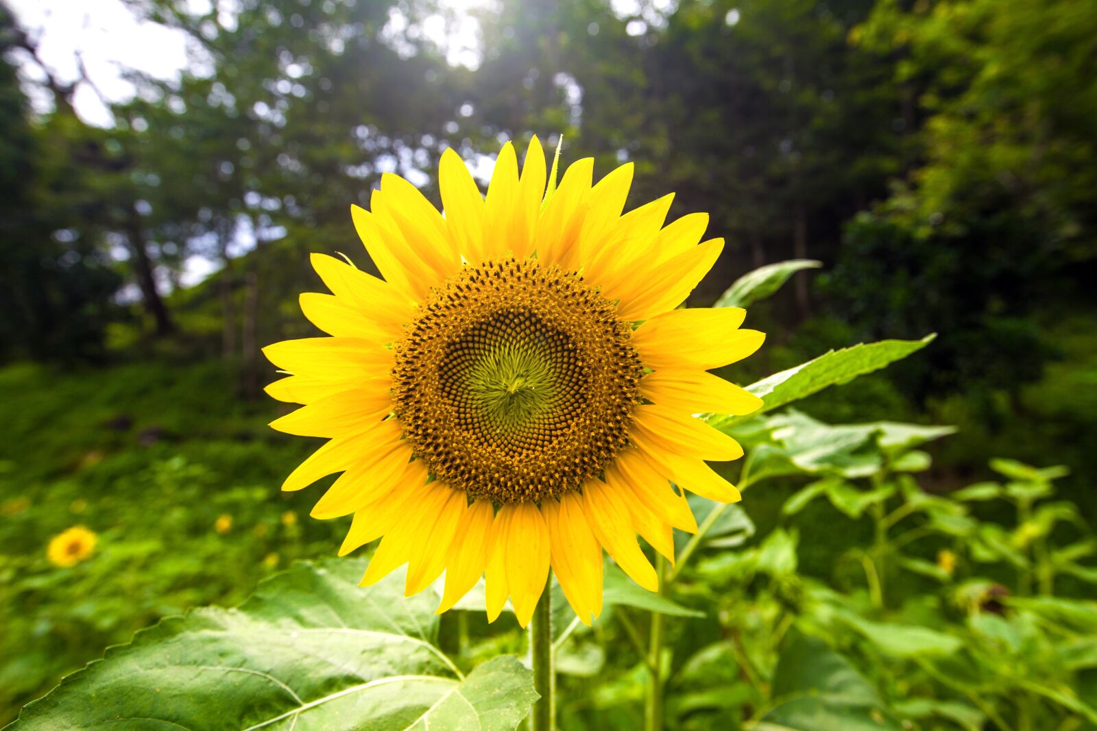 Canon EF 16-35mm F2.8L II USM sample photo. Garden, sunflower, plant photography