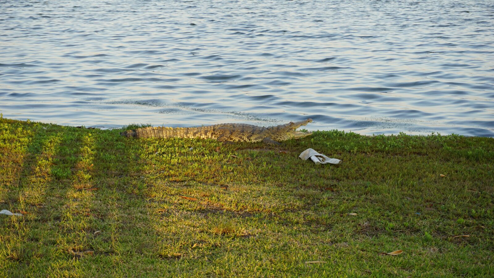Sony E 16-50mm F3.5-5.6 PZ OSS sample photo. Crocodile, laguna, nature photography