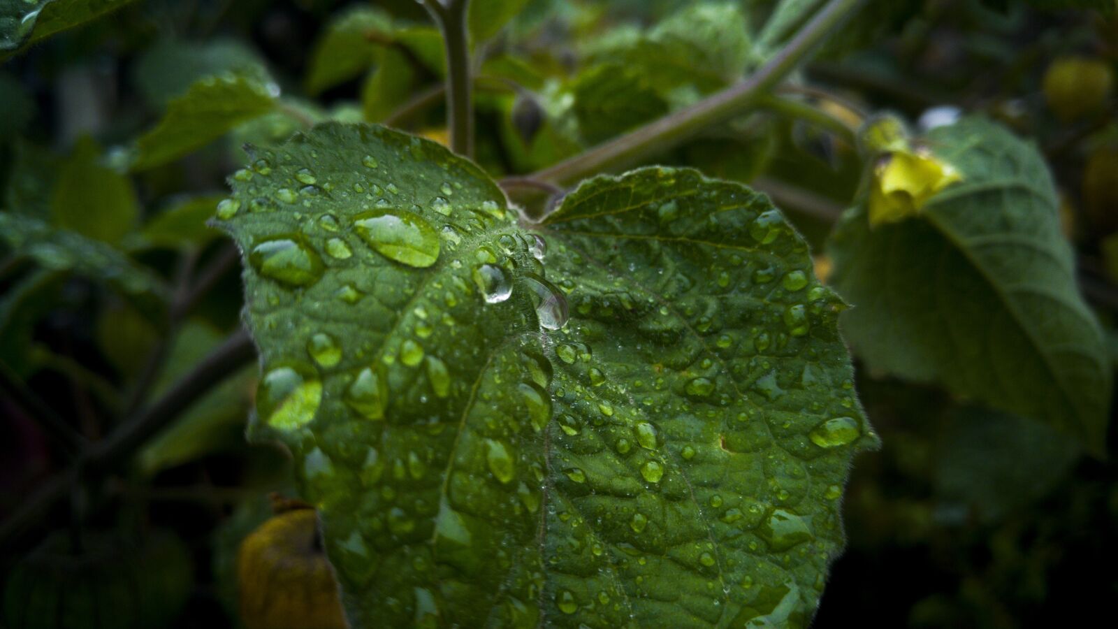 LG G4 sample photo. Leaf with drops of photography