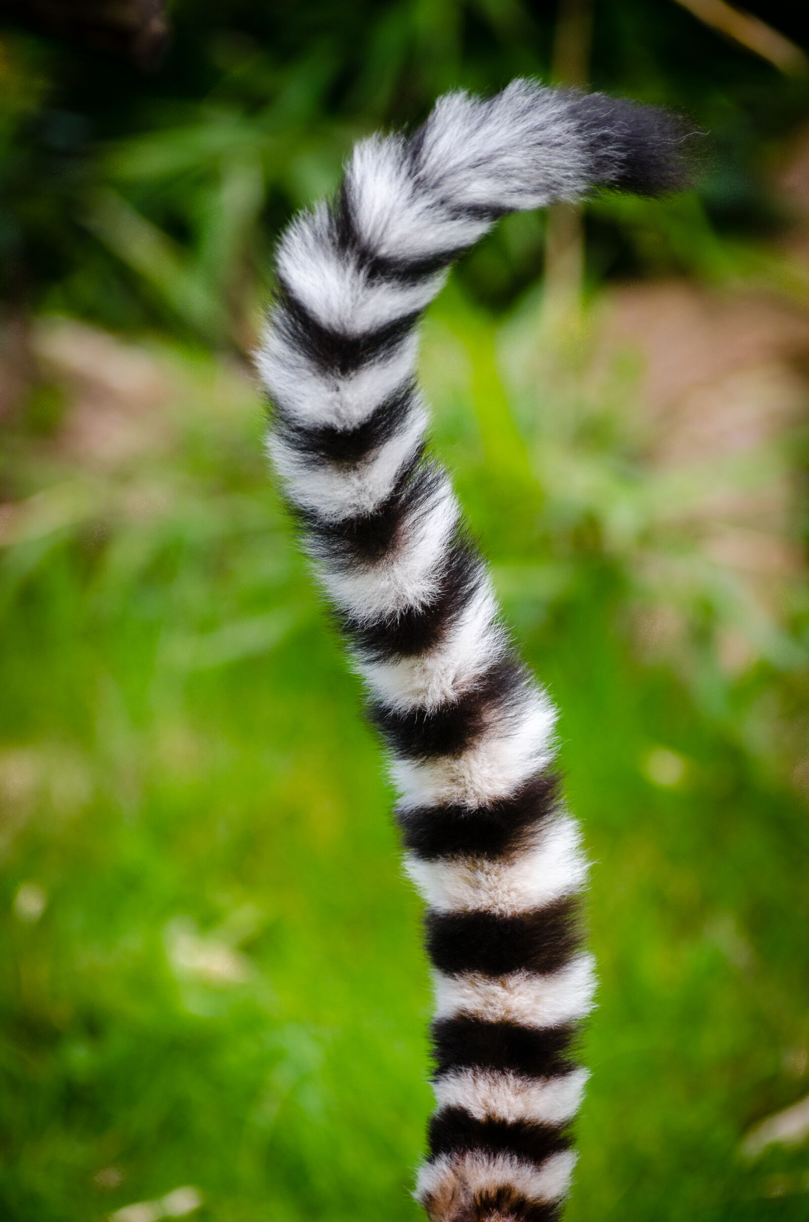 AF Zoom-Nikkor 80-200mm f/2.8 ED sample photo. Black, and, white, animal photography